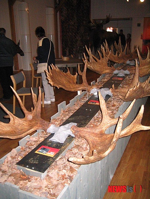 【트롬쇠(노르웨이)=뉴시스】김에리의 ‘80일간의 북유럽 일주’<25> 6월28일, 트롬쇠 대학 박물관&nbsp; 6월28일 아침에 일어나보니 꼴이 말이 아니다.&nbsp; 이마 정가운데는 알타에서 물린 모기자국이 부풀어 혹처럼 나있고 컨디션이 안좋을 시기도 왔고 초콜릿을 배가 고플 때마다 먹어대서인지 코옆에는 뾰루지가 창궐했다.&nbsp; 오락가락 급변하는 노르웨이 날씨처럼 내 기분도 널뛰듯 한다. 집을 떠나온지 이십여일이 넘었다. 타국에서의 끊임없는 이동이 좀 염증이 날 때도 됐다. 외로움을 잘 안탄다고 생각했었는데, 따뜻한 미소를 지닌 이들을 만나곤 하지만 그저 스쳐지나갈 뿐이다. 너무 멀리왔다는 걸 절감한다. 그리고 춥다. 따뜻한 남쪽나라가 그립다는 말이 빈말이 아니다.&nbsp; 대중문화평론가 EriKim0214@gmail.com 