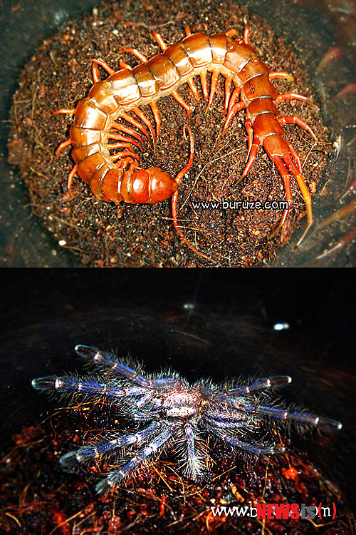 【서울=뉴시스】길이 30㎝, 두께 2㎝에 달하는 지네 '차이니즈 자이언트 센티패드'(위), 타란툴라 중에서도 매니아층에서 가장 가치있다고 여겨지는 구티 사파이어 오너멘탈(아래).(사진출처=벌러지닷컴)