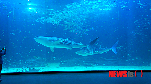 【서울=뉴시스】김정환 기자 = '바다의 왕자' 고래상어가 지난 13일 제주 서귀포 성산읍에서 개장한 한화 아쿠아 플라넷 제주에서 관람객을 맞이하고 있다.&nbsp; 중국정부의 수출불허로 국내반입이 무산된 고래상어가 두 마리나 제주 애월읍 하귀리 앞 바다에 설치한 정치망에서 발견되는 기적이 일어났다. 그러나 너무 드라마틱한 스토리다 보니 밀수, 조작 등의 의혹부터 방생 주장까지 온갖 뒷얘기가 끊이지 않고 있다. 제주 해양경찰서까지 나서 내사 중인 사안이다.&nbsp; 그러자 아쿠아플라넷 제주 운영사인 한화 호텔&리조트가 20일 적극적으로 반박하고 나섰다.&nbsp; '그물에 잡힌 고래상어 지느러미에 상처가 없었다'는 의혹에 대해서는 "고래상어는 상어이지만 플랑크톤이나 크릴새우 등 작은 생물을 주식으로 삼을만큼 본래 온순한 성격이며, 평균 시속 2㎞로 유영하다 먹이 발견시 시속 4㎞로 속도를 높일 정도로 천천히 움직이는 어류다. 따라서 정치망을 공격하는 등 고래상어의 행동에 의한 상처는 없었다"고 설명했다.&nbsp; 또 "정치망은 해상에 가두리와 같이 자연스럽게 어류가 들어오게끔 만들어 둔 고정형 그물로서 움직이거나 사람이 끌어당겨 어류를 포획하는 일반 고기잡이 그물과 다르며, 그물 재질도 부드러운 것을 사용한다. 아울러 아쿠아리스트들이 도착하기 전에 정치망을 관리하는 어민들이 고래상어를 잡기 위해 강제로 인양하거나 그물망을 거둬들이는 등의 행위가 전혀 없었기 때문에 지느러미에 상처가 없었다"고 부연했다.&nbsp; '최초 발견자가 경찰에 신고를 하지 않은 점'에 대해서는 "고래상어는 엄연히 어류다. 따라서 국가에 신고할 의무는 없다"고 일축했다.&nbsp; '최초 발견자가 10억원 상당의 고래상어를 무료로 기증한 점'을 놓고는 "10억원에는 살아있는 생물의 가치 외에도 거액의 항공운송료, 보험료, 인건비, 관세 등이 포함돼 있다. 또한 중국 측이 제시한 가격에 그대로 응할 수밖에 없어 천정부지로 솟아 오른 것"이라며 "고래상어는 빈번하지는 않지만 우리나라 남해 바다에서 종종 볼 수 있는데 그물에 걸린 고래상어는 대부분 폐사 후 어판장에 위탁된다. 크기가 5m에 달한다 하더라도 20만~120만원 사이에서 거래된다. 최초신고자는 이런 점을 모두 알기에 제주도에 들어서는 관광명소를 위해 흔쾌하게 기증한 것"이라고 전했다. 한화 측은 해당 어민에게 휴업 손실 보상과 정치망 파손 복구비 등의 명목으로 사례를 했다.&nbsp; '7월7일과 9일, 이틀 간격으로 연달아 2마리나 포획된 점'에 관해서는 "고래상어는 회유성 어류로 먹이를 찾아 한 마리 또는 여러 마리가 이동한다. 제주 앞바다 또는 남해안에서 새우, 멸치떼를 보고 이동하다가 제주 앞바다까지 온 것으로 추정된다"면서 "고래상어가 생포되는 것은 국제적으로 정치망에서만 가능하다. 그 밖의 그물을 사용해 인위적으로 포획하거나 이동시키려 하면 죽게 된다. 각국 수족관에서 전시되고 있는 고래상어도 모두 정치망에 들어온 개체"라고 설명했다.&nbsp; '고래상어는 제주 근해에 살지도 않는다'는 주장에도 해명했다. "고래상어는 온·열대 바다에 두루 분포하지만 대한민국 바다에는 서식하지 않는 것이 맞다. 하지만 2006년 제주도에서 어망에 걸린 고래상어가 발견된 이후 빈번히 발견되고 있다. 올해 6월26일과 7월17일에는 여수, 7월 7, 8일에는 제주에서 발견됐다. 난류에서만 산다는 고래상어는 지난해 8월에는 한류가 흐르는 동해에서도 발견됐다. 고래상어가 가장 서식하기 좋은 수온은 24~27도이고, 20도 이상의 수온에서도 서식하는 만큼 해수온 상승으로 우리나라 근해가 고래상어가 서식하기 좋은 해수온으로 변해가면서 남해와 동해에서도 볼 수 있게 됐다."&nbsp; '밀수가 확실하다'는 단언을 두고는 "인위적으로 해외에서 고래상어를 들여오는 경우 항공운송으로 인한 고액의 운송비용과 숨길 수 없는 큰 몸집으로 이동 과정 등이 노출되기 마련이지만 이를 아무도 모르게 가져온다는 것은 사실상 불가능하다"고 답했다. "밀수시 거쳐야 할 과정이 많아질 뿐만 아니라, 운반소요 시간이 최소 4일이 늘어나 고래상어의 안전을 절대 장담할 수 없다"면서 "대외적으로 당당하게 아쿠아 플라넷 제주를 홍보하는 당사 입장에서는 어불성설이며, 자신의 몸보다 앞서 생물을 아끼고 사랑하는 아쿠아리스트들에게도 절대 용납될 수 없는 일이다. 아울러 모든 고래상어 반입 과정은 반입에 참여했던 아쿠아 플라넷 제주 직원들의 문자, 통화, SNS기록 등에 생생한 증거로 남아 있다"고 강조했다.&nbsp; '동물을 잡으면 원래 바다로 돌아갈 수 있도록 방생해야 하는 것 아닌가?'는 의견에는 "처음 고래상어가 제주에 나타났다고 했을 때 우리는 기쁨과 함께 선택의 기로에 섰다. 반입인가, 방생인가. 그리고 반입을 결정했다"고 돌아봤다.&nbsp; "고래상어가 당장 중국에서 반입이 안 되는 절박함도 있었지만 '생명을 살려야 한다'는 아쿠아리스트의 책임감이 앞섰다"며 "일반적으로 정치망에 걸린 어류를 방생하면 그대로 원래 살던 곳으로 돌아간다 생각하지만 한반도의 해역, 특히 남해에는 이미 수없이 많은 정치망이 존재하는 만큼 방향을 잃은 고래상어를 다시 바다에 풀어준다 하더라도 다른 정치망에 걸려들어 1주일 안에 폐사할 확률이 크다. 우연히 남해바다에 들어온 고래상어를 풀어줬다가 다른 정치망에서 죽게 하는가, 아니면 수족관에서 철저히 관리해 생명을 보전하는가라는 문제의 선택에 있어 우리는 '생명을 살린다'를 우선으로 선택했다"고 말했다.&nbsp; 물론 "대양에서 생활하던 고래상어를 수조에 두는 것은 자유를 속박하는 것처럼 보일 수 있다"면서도 "아쿠아 플라넷 제주(제주해양과학관)는 단순 기업체가 아닌 민관이 공동 진행하는 제주도를 위한 문화공간이다. 국내에서는 유일하게 고래상어와 같은 대형 해양생물도 살 수 있는 대형 수조(메인수조 5300t)를 보유하고, 특수 박테리아를 완벽하게 배양해 놓은 상태였다. 세계 최고 수준의 전담 아쿠아리스트는 물론, 어의사도 24시간 고래상어를 돌볼 준비가 돼있다. 무엇보다 당사가 애초부터 고래상어를 반입하고자 했던 이유는 단순히 전시만을 위해서는 아니다. 국내에서는 고래상어의 생태와 번식에 관한 과학적 연구가 전혀 이뤄지지 않고 있다. 이런 상황에서 아쿠아 플라넷과 부속기관인 한화해양생물연구센터는 고래상어의 종 보존과 유지에 대한 공동연구를 진행하려 했다"고 설득했다.&nbsp;&nbsp; 한화그룹의 아쿠아리움 사업을 총괄하는 한화 호텔&리조트 유덕종(상무) 문화사업부장은 "해경의 조사에서도 이 같은 내용을 충분히 전달했다"면서 "하늘을 향해, 그리고 바다를 향해 한점 부끄러움이 없다"고 못박았다.&nbsp; ace@newsis.com