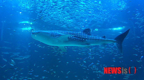 【서울=뉴시스】김정환 기자 = '바다의 왕자' 고래상어가 지난 13일 제주 서귀포 성산읍에서 개장한 한화 아쿠아 플라넷 제주에서 관람객을 맞이하고 있다.&nbsp; 중국정부의 수출불허로 국내반입이 무산된 고래상어가 두 마리나 제주 애월읍 하귀리 앞 바다에 설치한 정치망에서 발견되는 기적이 일어났다. 그러나 너무 드라마틱한 스토리다 보니 밀수, 조작 등의 의혹부터 방생 주장까지 온갖 뒷얘기가 끊이지 않고 있다. 제주 해양경찰서까지 나서 내사 중인 사안이다.&nbsp; 그러자 아쿠아플라넷 제주 운영사인 한화 호텔&리조트가 20일 적극적으로 반박하고 나섰다.&nbsp; '그물에 잡힌 고래상어 지느러미에 상처가 없었다'는 의혹에 대해서는 "고래상어는 상어이지만 플랑크톤이나 크릴새우 등 작은 생물을 주식으로 삼을만큼 본래 온순한 성격이며, 평균 시속 2㎞로 유영하다 먹이 발견시 시속 4㎞로 속도를 높일 정도로 천천히 움직이는 어류다. 따라서 정치망을 공격하는 등 고래상어의 행동에 의한 상처는 없었다"고 설명했다.&nbsp; 또 "정치망은 해상에 가두리와 같이 자연스럽게 어류가 들어오게끔 만들어 둔 고정형 그물로서 움직이거나 사람이 끌어당겨 어류를 포획하는 일반 고기잡이 그물과 다르며, 그물 재질도 부드러운 것을 사용한다. 아울러 아쿠아리스트들이 도착하기 전에 정치망을 관리하는 어민들이 고래상어를 잡기 위해 강제로 인양하거나 그물망을 거둬들이는 등의 행위가 전혀 없었기 때문에 지느러미에 상처가 없었다"고 부연했다.&nbsp; '최초 발견자가 경찰에 신고를 하지 않은 점'에 대해서는 "고래상어는 엄연히 어류다. 따라서 국가에 신고할 의무는 없다"고 일축했다.&nbsp; '최초 발견자가 10억원 상당의 고래상어를 무료로 기증한 점'을 놓고는 "10억원에는 살아있는 생물의 가치 외에도 거액의 항공운송료, 보험료, 인건비, 관세 등이 포함돼 있다. 또한 중국 측이 제시한 가격에 그대로 응할 수밖에 없어 천정부지로 솟아 오른 것"이라며 "고래상어는 빈번하지는 않지만 우리나라 남해 바다에서 종종 볼 수 있는데 그물에 걸린 고래상어는 대부분 폐사 후 어판장에 위탁된다. 크기가 5m에 달한다 하더라도 20만~120만원 사이에서 거래된다. 최초신고자는 이런 점을 모두 알기에 제주도에 들어서는 관광명소를 위해 흔쾌하게 기증한 것"이라고 전했다. 한화 측은 해당 어민에게 휴업 손실 보상과 정치망 파손 복구비 등의 명목으로 사례를 했다.&nbsp; '7월7일과 9일, 이틀 간격으로 연달아 2마리나 포획된 점'에 관해서는 "고래상어는 회유성 어류로 먹이를 찾아 한 마리 또는 여러 마리가 이동한다. 제주 앞바다 또는 남해안에서 새우, 멸치떼를 보고 이동하다가 제주 앞바다까지 온 것으로 추정된다"면서 "고래상어가 생포되는 것은 국제적으로 정치망에서만 가능하다. 그 밖의 그물을 사용해 인위적으로 포획하거나 이동시키려 하면 죽게 된다. 각국 수족관에서 전시되고 있는 고래상어도 모두 정치망에 들어온 개체"라고 설명했다.&nbsp; '고래상어는 제주 근해에 살지도 않는다'는 주장에도 해명했다. "고래상어는 온·열대 바다에 두루 분포하지만 대한민국 바다에는 서식하지 않는 것이 맞다. 하지만 2006년 제주도에서 어망에 걸린 고래상어가 발견된 이후 빈번히 발견되고 있다. 올해 6월26일과 7월17일에는 여수, 7월 7, 8일에는 제주에서 발견됐다. 난류에서만 산다는 고래상어는 지난해 8월에는 한류가 흐르는 동해에서도 발견됐다. 고래상어가 가장 서식하기 좋은 수온은 24~27도이고, 20도 이상의 수온에서도 서식하는 만큼 해수온 상승으로 우리나라 근해가 고래상어가 서식하기 좋은 해수온으로 변해가면서 남해와 동해에서도 볼 수 있게 됐다."&nbsp; '밀수가 확실하다'는 단언을 두고는 "인위적으로 해외에서 고래상어를 들여오는 경우 항공운송으로 인한 고액의 운송비용과 숨길 수 없는 큰 몸집으로 이동 과정 등이 노출되기 마련이지만 이를 아무도 모르게 가져온다는 것은 사실상 불가능하다"고 답했다. "밀수시 거쳐야 할 과정이 많아질 뿐만 아니라, 운반소요 시간이 최소 4일이 늘어나 고래상어의 안전을 절대 장담할 수 없다"면서 "대외적으로 당당하게 아쿠아 플라넷 제주를 홍보하는 당사 입장에서는 어불성설이며, 자신의 몸보다 앞서 생물을 아끼고 사랑하는 아쿠아리스트들에게도 절대 용납될 수 없는 일이다. 아울러 모든 고래상어 반입 과정은 반입에 참여했던 아쿠아 플라넷 제주 직원들의 문자, 통화, SNS기록 등에 생생한 증거로 남아 있다"고 강조했다.&nbsp; '동물을 잡으면 원래 바다로 돌아갈 수 있도록 방생해야 하는 것 아닌가?'는 의견에는 "처음 고래상어가 제주에 나타났다고 했을 때 우리는 기쁨과 함께 선택의 기로에 섰다. 반입인가, 방생인가. 그리고 반입을 결정했다"고 돌아봤다.&nbsp; "고래상어가 당장 중국에서 반입이 안 되는 절박함도 있었지만 '생명을 살려야 한다'는 아쿠아리스트의 책임감이 앞섰다"며 "일반적으로 정치망에 걸린 어류를 방생하면 그대로 원래 살던 곳으로 돌아간다 생각하지만 한반도의 해역, 특히 남해에는 이미 수없이 많은 정치망이 존재하는 만큼 방향을 잃은 고래상어를 다시 바다에 풀어준다 하더라도 다른 정치망에 걸려들어 1주일 안에 폐사할 확률이 크다. 우연히 남해바다에 들어온 고래상어를 풀어줬다가 다른 정치망에서 죽게 하는가, 아니면 수족관에서 철저히 관리해 생명을 보전하는가라는 문제의 선택에 있어 우리는 '생명을 살린다'를 우선으로 선택했다"고 말했다.&nbsp; 물론 "대양에서 생활하던 고래상어를 수조에 두는 것은 자유를 속박하는 것처럼 보일 수 있다"면서도 "아쿠아 플라넷 제주(제주해양과학관)는 단순 기업체가 아닌 민관이 공동 진행하는 제주도를 위한 문화공간이다. 국내에서는 유일하게 고래상어와 같은 대형 해양생물도 살 수 있는 대형 수조(메인수조 5300t)를 보유하고, 특수 박테리아를 완벽하게 배양해 놓은 상태였다. 세계 최고 수준의 전담 아쿠아리스트는 물론, 어의사도 24시간 고래상어를 돌볼 준비가 돼있다. 무엇보다 당사가 애초부터 고래상어를 반입하고자 했던 이유는 단순히 전시만을 위해서는 아니다. 국내에서는 고래상어의 생태와 번식에 관한 과학적 연구가 전혀 이뤄지지 않고 있다. 이런 상황에서 아쿠아 플라넷과 부속기관인 한화해양생물연구센터는 고래상어의 종 보존과 유지에 대한 공동연구를 진행하려 했다"고 설득했다.&nbsp;&nbsp; 한화그룹의 아쿠아리움 사업을 총괄하는 한화 호텔&리조트 유덕종(상무) 문화사업부장은 "해경의 조사에서도 이 같은 내용을 충분히 전달했다"면서 "하늘을 향해, 그리고 바다를 향해 한점 부끄러움이 없다"고 못박았다.&nbsp; ace@newsis.com