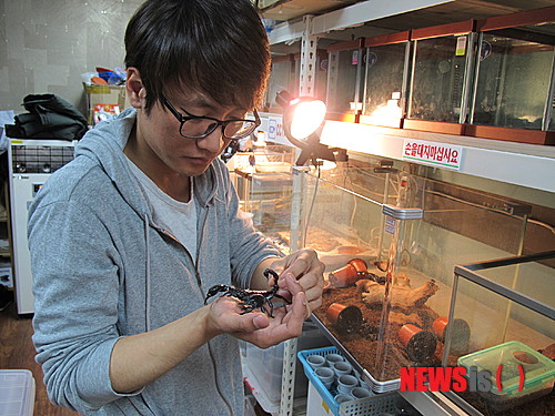 【서울=뉴시스】벌러지닷컴 김민성(31) 대표가 직접 사육하고 있는 전갈을 손에 들고 있다.(사진출처=심플렉스인터넷)