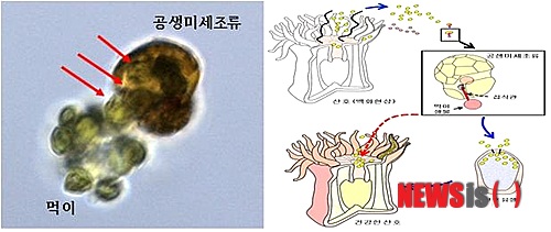 【서울=뉴시스】송윤세 기자 = 교육과학기술부는 정해진(48) 서울대 교수 연구팀이 산호 몸 안이나 물속에서 돌아다니는 심바이오디니움을 채취해 배양한 뒤, 해당 생물이 세균이나 다른 미세조류를 포식하면서 대량번식하는 모습을 관찰했다고 22일 밝혔다.(자료 = 정해진 서울대 교수 연구팀) photo@newsis.com