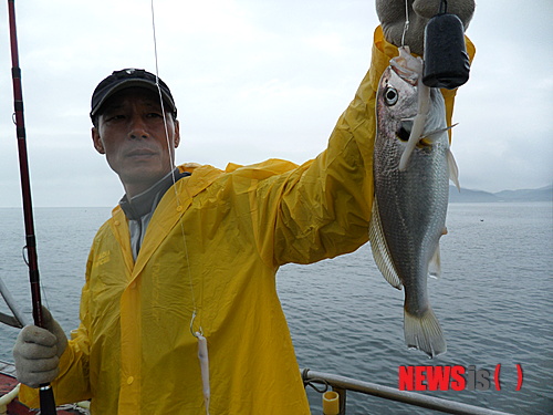 【보령=뉴시스】이진영 기자 = 폭염더위에도 아랑곳 하지 않고 인기를 누리는 선상낚시가 인기를 끌고 있는 가운데 충남 보령시 오천항을 비롯한 대천항, 무창포항에 백조기 낚시의 손맛을 느끼기 위한 낚시 동호인들의 발길이 이어지고 있다.사진은 지난 29일 낚시 동호인이 잡은 백조기(보구치)를 들어 보이고 있다.(사진= 보령시 제공)&nbsp; jin22666@newsis.com&nbsp; 