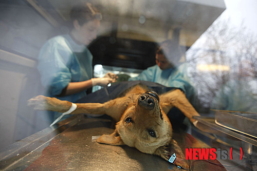 【서울=뉴시스】윤신근 박사의 '애견 이야기' <116>&nbsp; 개뿐만 아니라 고양이, 토끼, 프레이리 도그, 기니피그, 원숭이, 페릿, 몽구스 등 거세가 필요한 동물은 다양하다.&nbsp; 거세를 동물학대라고 주장하는 사람들이 많다. 하지만 거세 수술을 받은 수컷들은 아예 의욕(성욕)이 없어졌으므로 오히려 더 행복하다. 암컷에 대한 별 고민 없이 즐겁게 생활한다. 주인을 위해 충성한다. 주인과 함께 행복하게 산다. 개 팔자는 인간에 의해 바뀌는 것이다.&nbsp; 열린동물의사회 회장 www.dogs.co.kr 