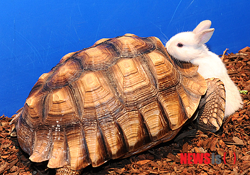 【서울=뉴시스】박상훈 기자 = 1일 오전 서울 강동구 천호동 현대백화점에서 열린 '희귀동물 체험전'에서 토끼가 거북이 등 위에 올라타고 있다. 이 체험전은 호주에서만 서식하는 미니 캥거루 '왈라비' 2마리와 사막여우, 주머니여우, 늑대거북, 악어거북 등 100여종의 다양한 동물들을 선보인다. hyalinee@newsis.com