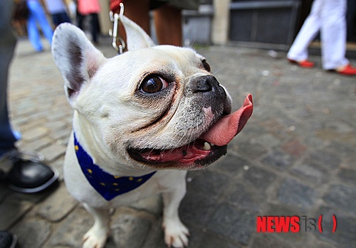 【서울=뉴시스】윤신근 박사의 '애견 이야기' <122> 농양이란 세균 감염에 의해 고름이 모여 벽을 형성한 것을 말한다. 피부의 손상은 피하 조직에 세균의 침입을 용이하게 한다. 열린동물의사회 회장 www.dogs.co.kr