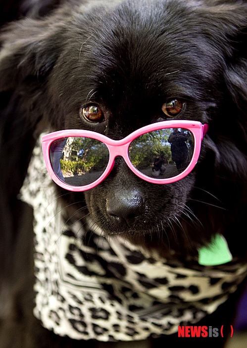 【서울=뉴시스】윤신근 박사의 '애견 이야기' <124>&nbsp; 개의 몸에서 피가 나게 되면 개 주인은 깜짝 놀라며 당황한다. 그러나 대부분의 출혈은 5분 이내에 멈추게 된다. 작은 혈관에 손상을 입은 경우는 더욱 빨리 멈추는 것이 보통이다.&nbsp; 열린동물의사회 회장 www.dogs.co.kr 