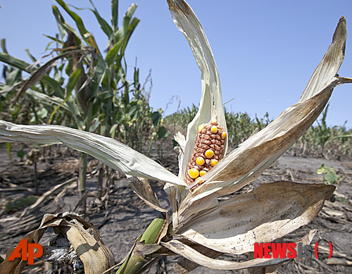 【닉커슨=AP/뉴시스】미국 네브래스카주(州) 닉커슨 인근 농경지에 옥수수가 16일(현지시간) 가뭄으로 알이 제대로 영글지 못한 채 말라가고 있다. 미국에서 최악의 가뭄이 계속되면서 캔자스주와 네브래스카주 등 주요 곡물 생산지에도 가뭄 피해가 심각하다고 미 정부가 이날 보고했다.