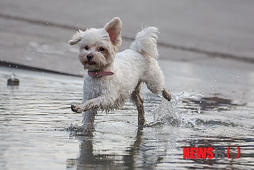 【서울=뉴시스】윤신근 박사의 '애견 이야기' <144> 직장탈은 직장이 항문 밖으로 탈출된 상태를 말한다. 점막층만 탈출하는 경우와 장막에 이르기까지 모든 층이 탈출하는 경우가 있다. 열린동물의사회 회장 www.dogs.co.kr