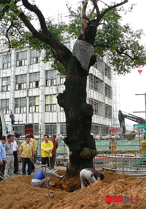 【광주=뉴시스】구용희 기자 = 태풍 '볼라벤'이 동반한 강풍에 지난 28일 무참히 뿌리를 드러낸 광주 동구 옛 도청 앞 회화나무가 29일 오전 다시 일어섰다. 광주시는 1980년 광주민주화 운동과 함께 한 역사성이 깊은 이 회화나무를 재식재하기로 결정, 이날 오전 공사장비를 동원해 일으켜 세웠다. 이 회화나무는 수령이 200년에 이른다. persevere9@newsis.com