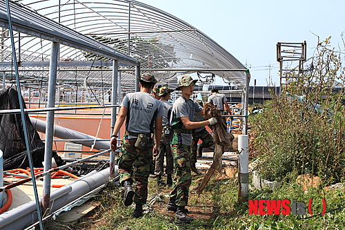 【보령=뉴시스】이진영 기자 = 전국이 제15호 태풍‘볼라벤’의 피해로 사랑의 손길이 이어지고 있는 가운데 육군 32사단 2대대(대대장 최성진) 8361부대 군 장병들은 지난달 31일 충남 보령시 천북면 학성3리 박성춘(53)씨 양어장에서 긴급 봉사활동을 펼쳤다.(사진= 32사단 보령2대대 제공)&nbsp; jin22666@newsis.com&nbsp; 