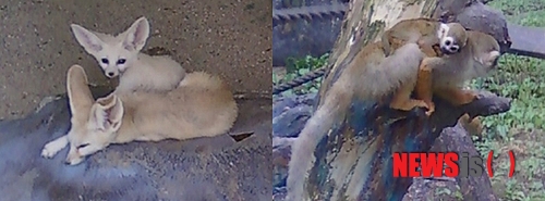 【청주=뉴시스】이성기 기자 = 지난 7월과 8월사이 태어나 이달부터 일반에 공개되고 있는 청주동물원의 새끼 사막여우(왼쪽)와 다람쥐원숭이. 사막여우는 생텍쥐베리의 동화 '어린왕자'와 에니메이션 '뽀로로'에 등장해 많은 인기를 얻고 있으며, 다람쥐원숭이는 귀여운 외모와 활발한 움직임으로 관람객의 사랑을 독차지 하고 있다. (사진= 청주시 제공) sklee@newsis.com