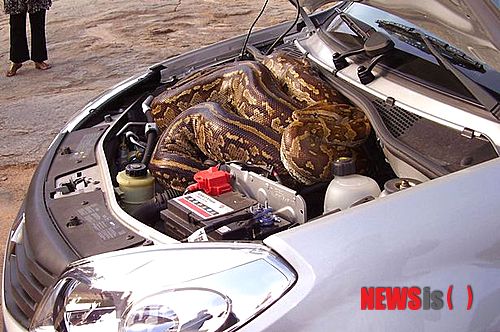 【서울=뉴시스】남아공에서 한 커플이 국립공원에서 자동차로 이동하던 중 보닛에서 아프리카 비단구렁이를 발견한 사연이 알려져 화제다.(사진출처:英 미러)