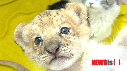 【서울=뉴시스】러시아 노보시비르스크 동물원에서 아프리카 숫사자와 암컷 라이거 사이에서 약 한 달 전 세계 최초의 라일라이거가 내터났다. 사진은 '키아라'라고 이름붙여진 라일라이거의 모습. <사진 출처 : 英 BBC 웹사이트>