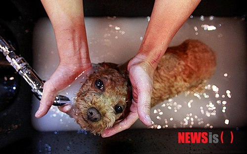 【서울=뉴시스】윤신근 박사의 '애견 이야기' <173>&nbsp; 개도 사람처럼 목욕이 필요하다. 개가 혀만 가지고 제 몸을 깨끗하게 하기엔 아무래도 역부족이다.&nbsp; 개 목욕은 며칠에 한 번이 적당할까? 불볕 더위라도 개에게 사람처럼 하루 서너 차례씩이나 찬물을 끼얹을 순 없는 노릇이다. 반대로 고온다습한 계절엔 개 목욕을 게을리하면 개 비린내는 물론 피부병에도 쉽게 노출돼 건강에 좋지 않다.&nbsp; 열린동물의사회 회장 www.dogs.co.kr 