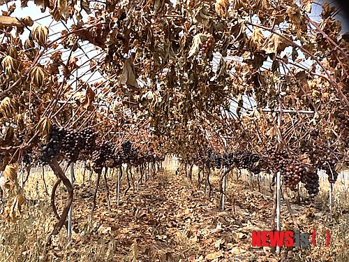 【구미=뉴시스】박홍식 기자 = 지난달 27일 발생한 경북 구미4공단 휴브글로벌(주) 화학공장 불산가스 유출로 구미시 산동면 봉산리 한 농가의 포도나무가 고엽제를 뿌린 것처럼 잎사귀가 죽아가고 있다.&nbsp; phs6431@newsis.com&nbsp;&nbsp; 