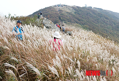 【보령=뉴시스】이진영 기자 = 5일 충남 보령시 청라면 장현리 52-2, 서해안에서 가장 높은 ‘오서산(790.7m)'에 은빛 억새가 피기 시작하면서 등산객의 발길을 유혹하고 있다.(사진= 김세준씨 제공) jin22666@newsis.com