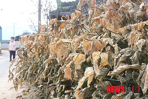 【구미=뉴시스】박광일 기자 = 구미 불산누출 사고 9일째인 5일 오전 찾은 경북 구미시 산동면 봉산리 (주)휴브글로벌 인근 마을 주택 담벼락에 심어진 작물이 바짝 말라있다.&nbsp;&nbsp; pgi0215@newsis.com