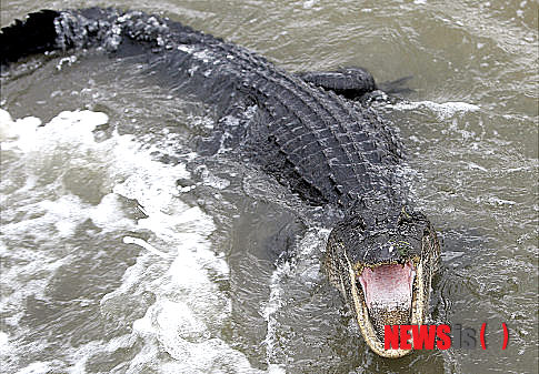 【플로리다=AP/뉴시스】미국 플로리다의 한 단체가 사설 수영장에 악어를 풀어 놨다가 경고를 받았다.