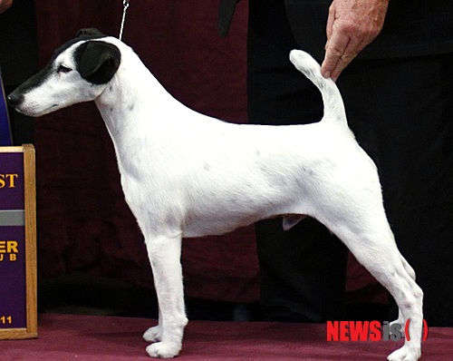 【서울=뉴시스】윤신근 박사의 '애견 이야기' <205> 폭스 테리어 키 39㎝ 체중 7.3~8.2㎏ 털빛 흰색이 두드러지고, 다갈색, 얼룩무늬색 등 Fox Terrier(영국) 열린동물의사회 회장 www.dogs.co.kr