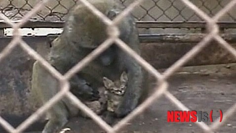 【서울=뉴시스】이스라엘의 한 동물원에서 개코원숭이가 새끼 고양이를 돌보고 있다. 이스라엘에 어린이가 동물을 만질 수 있는 동물원에 사는 개코원숭이가 자신의 우리에 길 잃은 새끼고양이를 돌보고 있다고 ABC 뉴스가 8일(현지시간) 이스라엘 현지 언론의 보도를 인용, 보도했다. (사진출처: ABC뉴스 인터넷판)