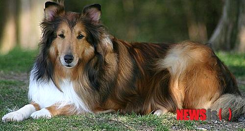 【서울=뉴시스】윤신근 박사의 '애견 이야기' <223>&nbsp; 콜리&nbsp; 키 56~66㎝&nbsp; 체중 23~34㎏&nbsp; 털빛 검정색, 흰색&nbsp; 열린동물의사회 회장 www.dogs.co.kr 