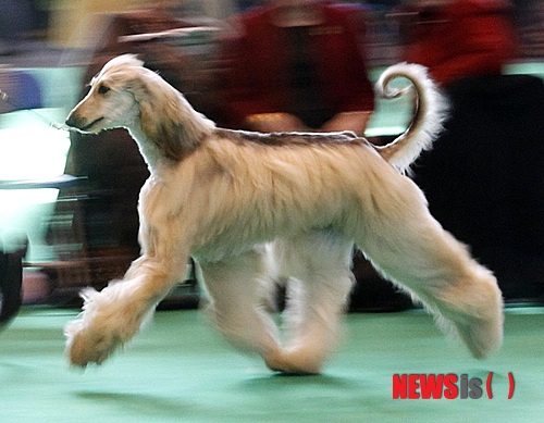 【서울=뉴시스】윤신근 박사의 '애견 이야기' <226>&nbsp; 보르조이&nbsp; 키 71~78㎝&nbsp; 체중 34~48㎏&nbsp; 털빛 모든 색, 흰색이 돋보임&nbsp; 열린동물의사회 회장 www.dogs.co.kr 