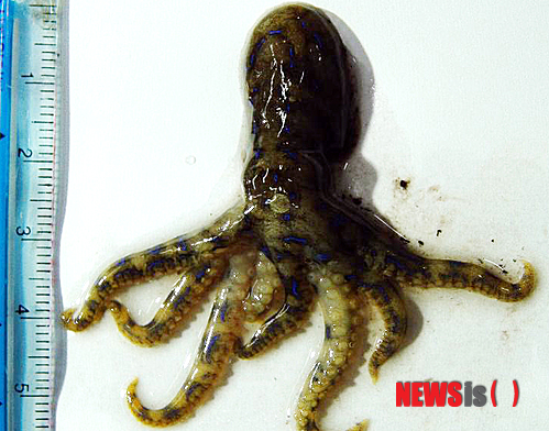 【부산=뉴시스】하경민 기자 = 국립수산과학원 아열대수산연구센터는 제주 북부 연안 암초에서 맹독을 가진 '파란고리문어'가 발견, 어민과 관광객의 주의가 필요하다가 28일 밝혔다. 사진은 파란고리문어. (사진=수과원 제공) yulnetphoto@newsis.com