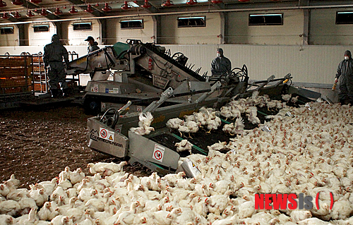 【정읍=뉴시스】김종효 기자 = 6일 닭고기 생산 기업인 하림이 전북 정읍 제3공단 내에 정읍공장을 완공하고 본격적인 생산·공급에 들어갔다. 하림은 정읍공장에 도계되는 닭의 스트레스를 줄여 품질을 높이기 위한 국내 최초의 자동포획설비를 도입했다. 자동포획기를 이용해 닭을 포획하고 있는 장면. (사진 = 하림 제공) photo@newsis.com