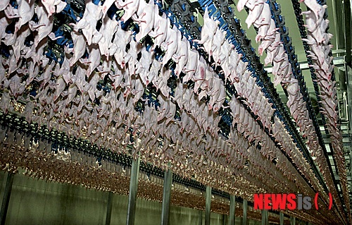 【정읍=뉴시스】김종효 기자 = 6일 닭고기 생산 기업인 하림이 전북 정읍 제3공단 내에 정읍공장을 완공하고 본격적인 생산·공급에 들어갔다. 하림은 정읍공장에서 '물 먹지 않은 닭고기'라는 뛰어난 육질의 닭고기를 생산키 위해 얼음물을 이용하는 기존의 도체 냉각방식과 달리 찬 공기만으로 장시간 냉각하는 '풀 에어칠링시스템'을 도입했다. 레일에 매달린 닭고기들이 차가운 공기 속에서 총연장 3.2㎞의 공간을 이동하고 있다. (사진 = 하림 제공) photo@newsis.com