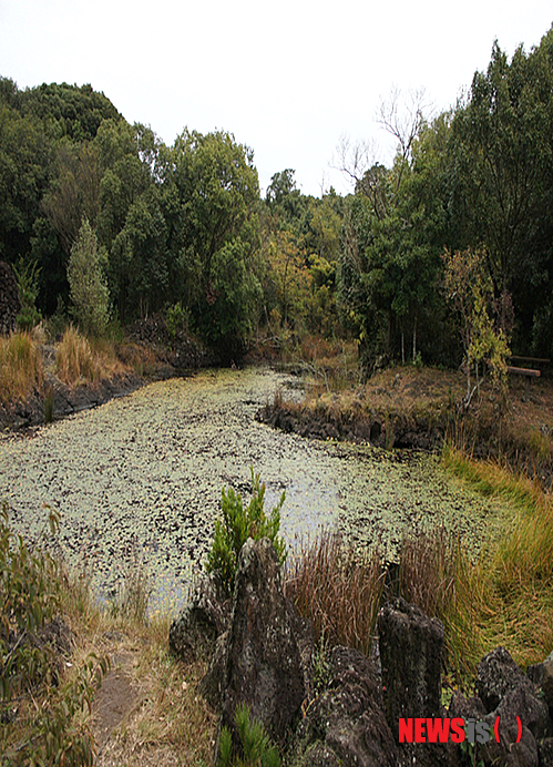 【서울=뉴시스】환경부(장관 유영숙)는 12일 생태관광 전문가와 함께 산, 하천 등 습지나 해안, 동·식물 등 한국적 생태환경이 잘 보전되고 관광잠재력이 높은 양구, 곡성, 울진, 남해, 제주의 생태관광 명소 5곳을 생태관광 지정제 시범사업 대상으로 선정해 발표했다. 사진은 제주 곶자왈 전경 모습 (사진=환경부 제공)&nbsp; photo@newsis.com