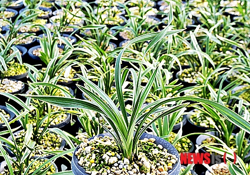 【군산=뉴시스】고석중 기자 = 14일 전북 군산시가 향기가 나는 한국춘란 '아리울'이 개발돼 지역농업의 부가가치를 크게 높이게 됐다고 전망했다. 새품종 '아리울'은 군산시 영농조합법인 새만금생명공학센터가 연구개발을 통해 이룩한 성과로 현재 국립종자원에 신품종으로 등록됐다.(사진=군산시 제공)  photo@newsis.com 