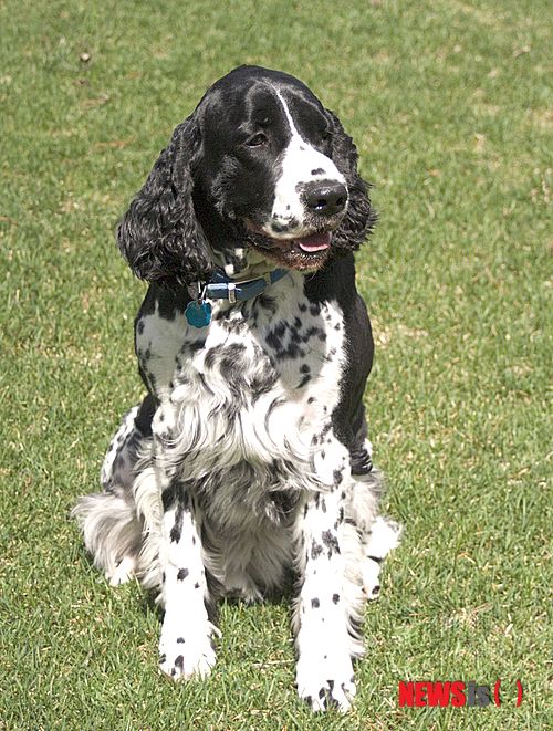 【서울=뉴시스】윤신근 박사의 '애견 이야기' <260>&nbsp; 잉글리시 스프링어 스패니얼&nbsp; 키 48~50㎝&nbsp; 체중 22~25㎏&nbsp; 털빛 검정색 흰색, 갈색과 흰색, 검정과 갈색 등&nbsp; 열린동물의사회 회장 www.dogs.co.kr 