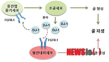 【서울=뉴시스】송윤세 기자 = 서판길(60) 울산과기대 교수팀은 단백질(DJ-1)이 조골세포와 혈관내피세포 사이에 상호 작용하는 인자라는 것을 알아냈다고 27일 밝혔다.&nbsp; photo@newsis.com