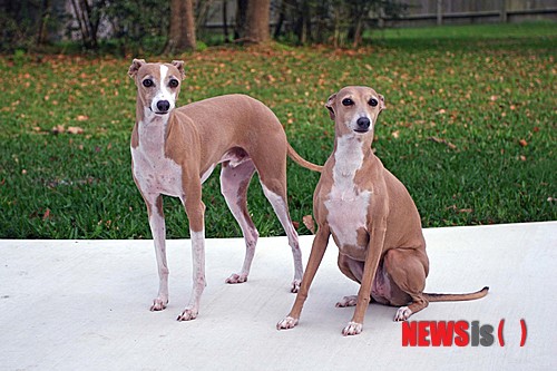 【서울=뉴시스】윤신근 박사의 '애견 이야기' <271>&nbsp; 이탈리안 그레이하운드&nbsp; 키 33~38㎝&nbsp; 체중 3.6㎏&nbsp; 털빛 담황색, 적색, 쥐색, 청색 등&nbsp; 열린동물의사회 회장 www.dogs.co.kr 