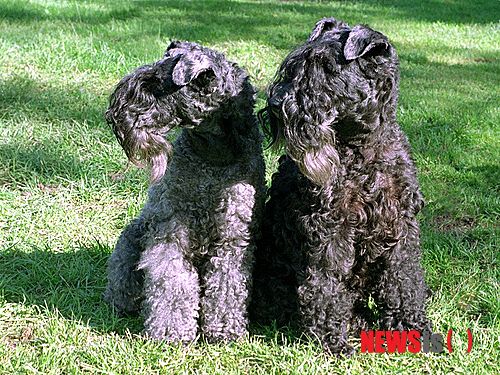 【서울=뉴시스】윤신근 박사의 '애견 이야기' <273>&nbsp; 케리 블루 테리어&nbsp; 키 44~49㎝&nbsp; 체중 15~18㎏&nbsp; 털빛 태어나서 18개월까지 검정색과 푸른색&nbsp; 열린동물의사회 회장 www.dogs.co.kr 