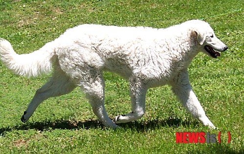 【서울=뉴시스】윤신근 박사의 '애견 이야기' <275>&nbsp; 쿠바츠&nbsp; 키 66㎝&nbsp; 체중 45.6㎏&nbsp; 털빛 흰색, 미색&nbsp; 열린동물의사회 회장 www.dogs.co.kr 