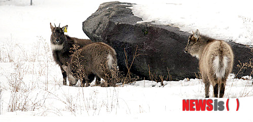【양구=뉴시스】전형준 기자 = 지난 밤 강원도내에 많은 눈이 내린 가운데 4일 천연기념물 217호 산양이 양구군 동면 팔량리 산양증식복원센터에서 노닐고 있다.&nbsp; jhj2529@newsis.com 