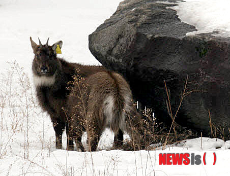 【양구=뉴시스】전형준 기자 = 지난 밤 강원도내에 많은 눈이 내린 가운데 4일 천연기념물 217호 산양이 양구군 동면 팔량리 산양증식복원센터에서 노닐고 있다.&nbsp; jhj2529@newsis.com 