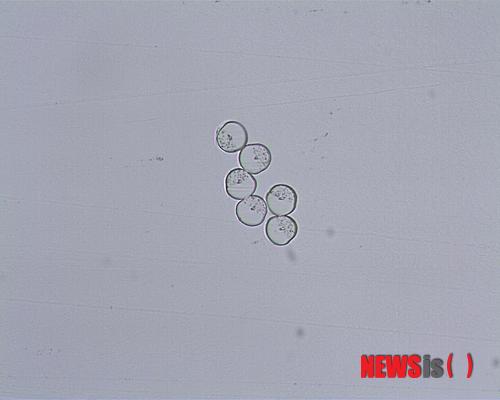 【대구=뉴시스】나호용 기자 = 한국섬유개발연구원과 ㈜보광(대표 윤원보)이 국내 최초로 공동 개발한 초세섬 나일론6 100%Conjugate 신축사.(사진=한국섬유개발연구원 제공) nhy@newsis.com