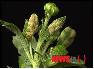 【홍성·예산=뉴시스】강재규 기자 = '고품질 절화국화' 생산을 위해서는 지금 흰녹병 예방이 열쇠다.(사진=충남도농업기술원 제공) jackinine@newsis.com 