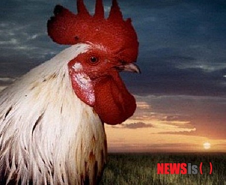 【서울=뉴시스】수탉이 홰를 치는 것은 동녘이 밝았다는 상징이다. 그러나 최근 일본 연구진이 이색적인 연구를 통해 수탉이 새벽에 홰치는 것은 일출과 전혀 무관하다는 결론을 얻었다. (사진출처: 중국 포털 바이두)