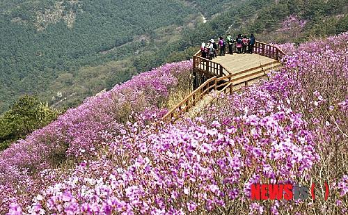 【창원=뉴시스】강승우 기자 = 창원 천주산은 비슬산, 여수 영취산과 함께 우리나라 3대 진달래 명산으로 손꼽힌다. 이원수 선생의 ‘고향의 봄’ 창작 배경지인 천주산은 매년 4월 중순께 진달래로 불타오른다.&nbsp; ksw@newsis.com 