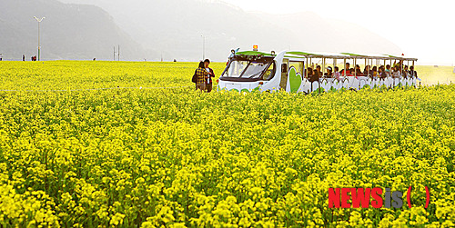 【창녕=뉴시스】안지율 기자 = 낙동강 변을 타고 조성된 창녕군 유채꽃 밭은 한 폭의 풍경화 같다. 진 노란색의 유채가 뿜어내는 향기와 감성은 말 그대로 봄을 전한다. 이 유채단지는 40만㎡ 규모로 단일 재배지로는 전국에서 가장 넓다.&nbsp; alk9935@newsis.com 