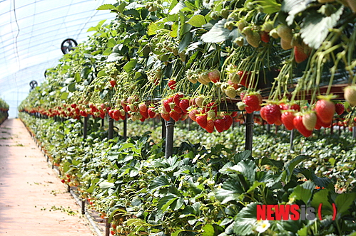 【부여=뉴시스】권교용 기자 = ggy0119@newsis.com