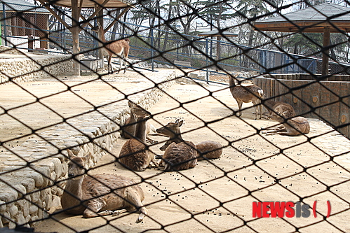 【대구=뉴시스】박광일 기자 = 시설 노후화 등으로 제기능을 잃은 대구 달성공원 동물원의 이전이 시급하다는 지적이 나오고 있는 가운데 4일 오전 대구 중구 달성공원 사슴 사육사에 사슴들이 무기력한 모습으로 바닥에 앉아 있다. pgi0215@newsis.com