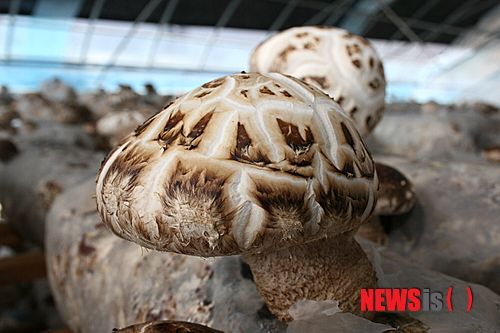 【화천=뉴시스】한윤식 기자 = 7일 강원 화천군의 한 농가에서 세계 10대 항암식품으로 알려져 있는 백화고가 톱밥배지를 이용 시범재배에 성공해 눈길을 끌고 있다. 백화고는 세계 10대 항암식품으로 알려져 있으며 특히 건조한 백화고는 생백화고보다 비타민 D가 풍부해 골다공증에 좋은 것으로 알려져 있다.&nbsp; ysh@newsis.com 