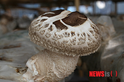 【화천=뉴시스】한윤식 기자 = 7일 강원 화천군의 한 농가에서 세계 10대 항암식품으로 알려져 있는 백화고가 톱밥배지를 이용 시범재배에 성공해 눈길을 끌고 있다. 백화고는 세계 10대 항암식품으로 알려져 있으며 특히 건조한 백화고는 생백화고보다 비타민 D가 풍부해 골다공증에 좋은 것으로 알려져 있다.&nbsp; ysh@newsis.com