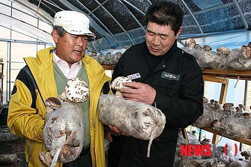 【화천=뉴시스】한윤식 기자 = 7일 강원 화천군의 한 농가에서 세계 10대 항암식품으로 알려져 있는 백화고가 톱밥배지를 이용 시범재배에 성공해 눈길을 끌고 있다. 화천읍 대이리 안광섭(58)씨가 화천군 주종성 산림경영과장에게 2년여 연구 끝에 비닐하우스에서 톱밥배지를 이용해 성공한 백화고에 대해 설명하고 있다.&nbsp; ysh@newsis.com