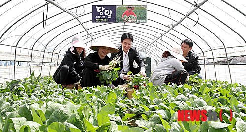 【서울=뉴시스】9일 경기도 남양주 진건읍에 위치한 롯데마트 전용 하우스에서 농민들이 복잡한 유통구조 없이 소비자에게 바로 공급되는 열무를 수확하고 있다. 롯데마트 전용 하우스에서 재배한 농산물은 서울, 수도권 일부 매장에 로컬푸드 형태로 판매된다. (사진=롯데마트 제공)&nbsp;&nbsp; photo@newsis.com